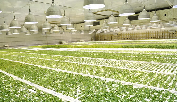 写真:完全制御型植物工場「ハイプラント」