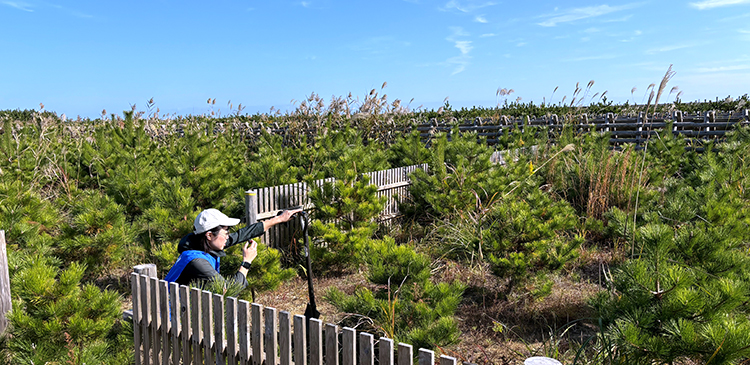 写真:2024年度の活動では丈夫な松を育てるための溝切りを実施