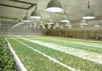 植物工場「セコムハイプラント」ではこだわり抜いた高品質なハーブを栽培