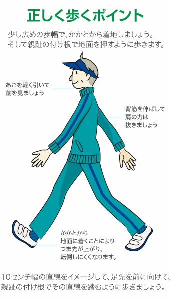 正しく歩くポイント 少し広めの歩幅で、かかとから着地しましょう。 そして親趾の付け根で地面を押すように歩きます。 あごを軽く引いて前を見ましょう 背筋を伸ばして肩の力は抜きましょう かかとから地面に着くことによりつま先が上がり、転倒しにくくなります。 10センチ幅の直線をイメージして、足先を前に向けて、親趾の付け根でその直線を踏むように歩きましょう。